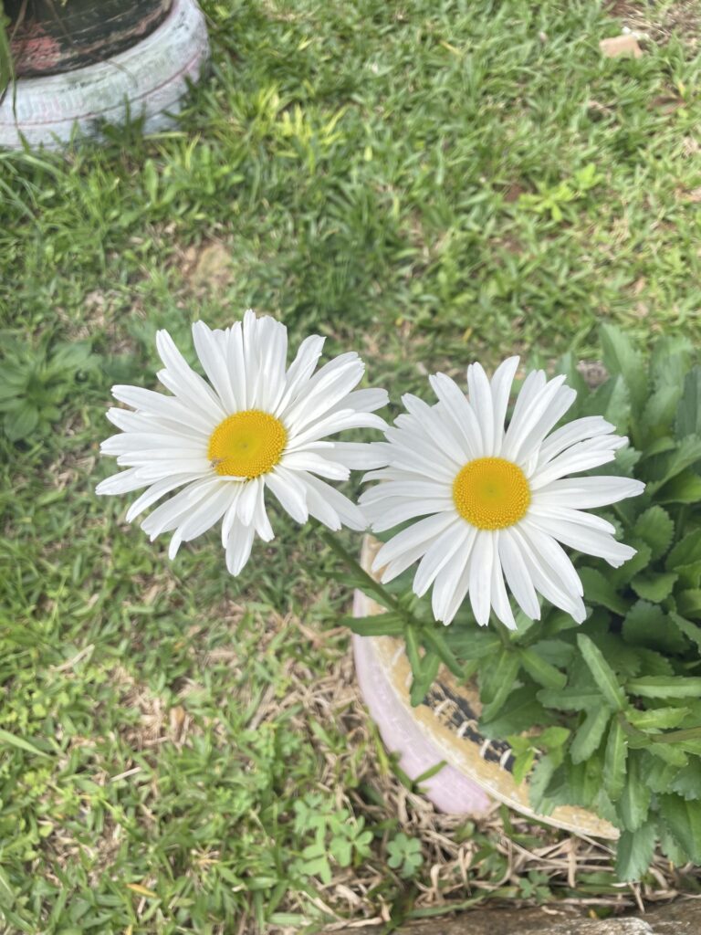 IMG 3693 Vitoria De Lua 768x1024