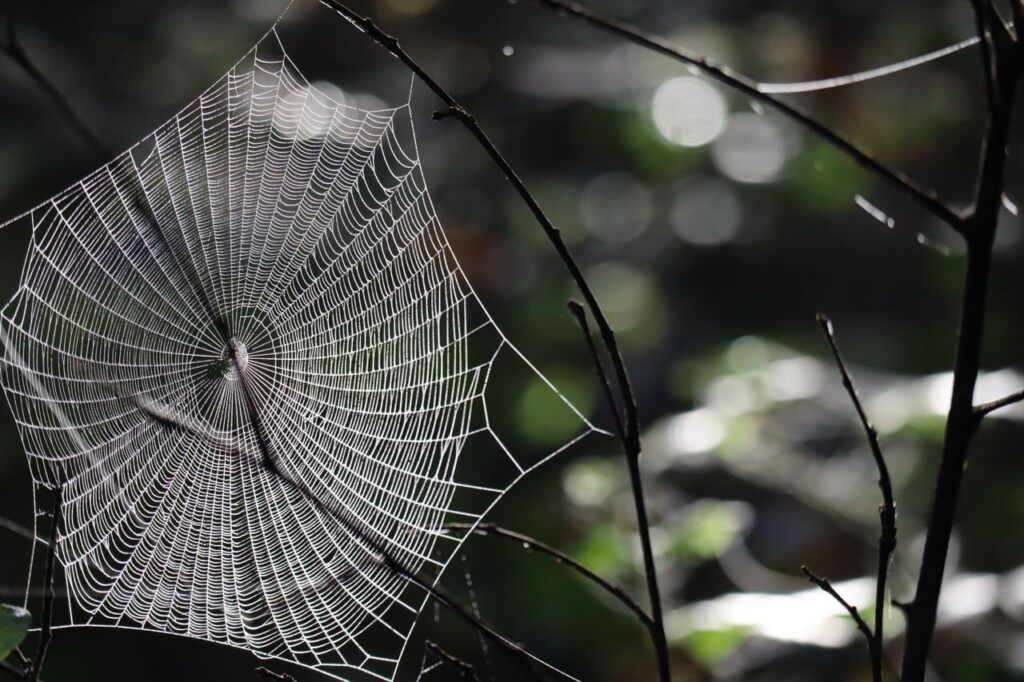 Close-up of a detailed spider web glistening with dew in natural light.