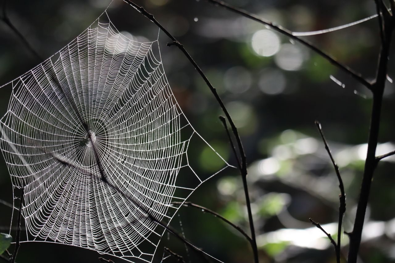Close-up of a detailed spider web glistening with dew in natural light.