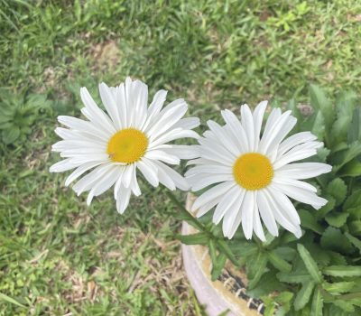 IMG_3693 - Vitoria De Lua